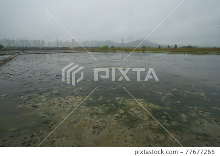 仁川廣域市、蘇來濕地公園、鹽田 仁川廣域市、蘇來濕地公園、鹽田 77677268