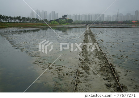 Incheon Metropolitan City. Sorae Wetland Park. Salt Farm 77677271