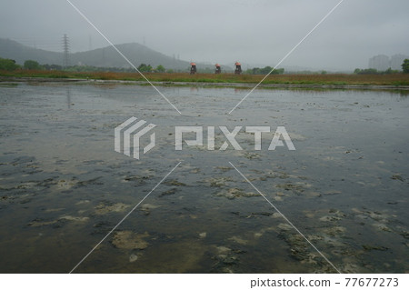 Incheon Metropolitan City. Sorae Wetland Park. Salt Farm 77677273