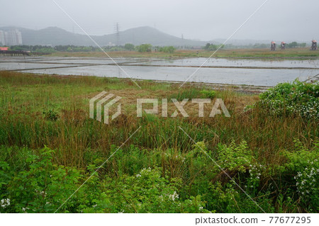仁川廣域市、蘇來濕地公園、鹽田 仁川廣域市、蘇來濕地公園、鹽田 77677295