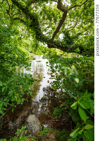 Hakenomiya Park with beautiful fresh green water Hakenomiya Park with beautiful fresh green water 77677359