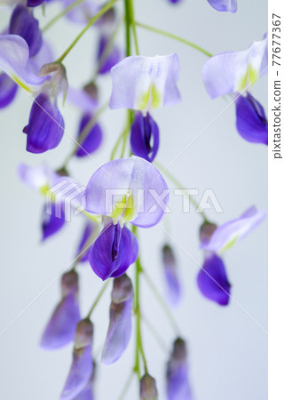 Wisteria flower (white background) 02 Wisteria flower (white background) 02 77677367