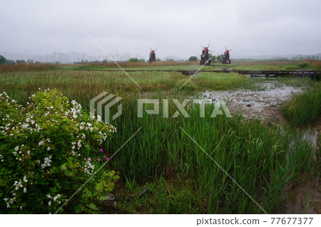 Incheon Metropolitan City. Sorae Wetland Park. Coastal area. Windmill. Walking trail 77677377