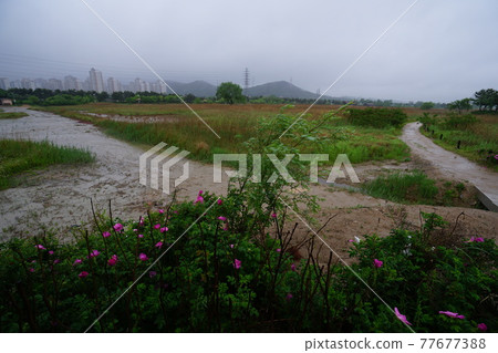 仁川廣域市蘇來濕地風車海岸。 仁川廣域市蘇來濕地風車海岸。 77677388