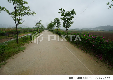 仁川市蘇來濕地公園。 仁川市蘇來濕地公園。 77677566