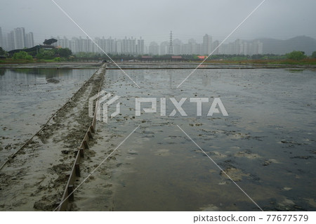 仁川市蘇來濕地公園。 仁川市蘇來濕地公園。 77677579