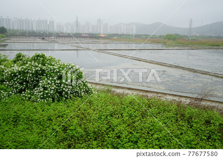 仁川市蘇來濕地公園。 77677580