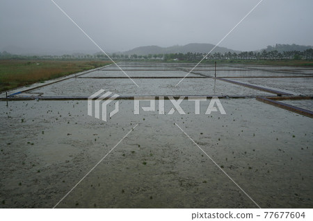 仁川市蘇來濕地公園。 77677604