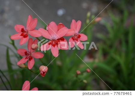 鳶尾花 鳶尾花 77678461