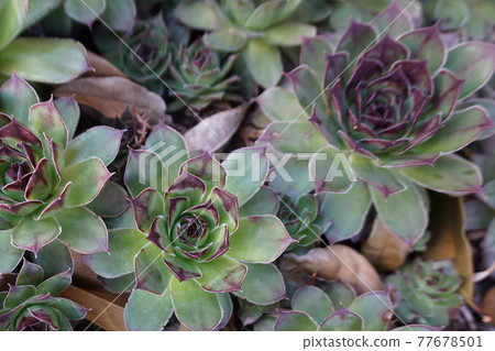 Succulent plants 77678501