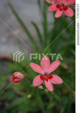 Iris Iris 77678557