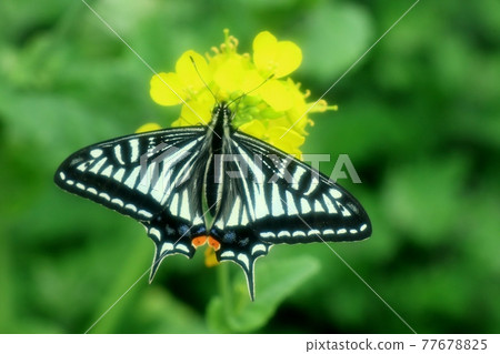 #Insects: Butterflies: Swallowtail: Rape blossoms: Nectar: Flowerbed #Insects: Butterflies: Swallowtail: Rape blossoms: Nectar: Flowerbed 77678825