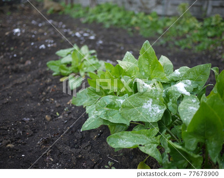 Spinach with a little snow makeup due to unseasonable snow Spinach with a little snow makeup due to unseasonable snow 77678900