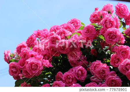 Rose red and blue sky! !! Twice Rose red and blue sky! !! Twice 77678901