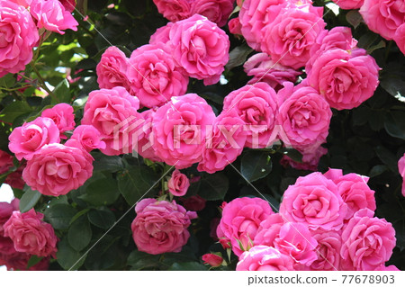 Pink moist blooming rose Pink moist blooming rose 77678903