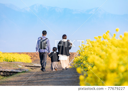 Daiichi Nagisa Park, Moriyama City, Shiga Prefecture Rapeseed flowers and their families 77679227