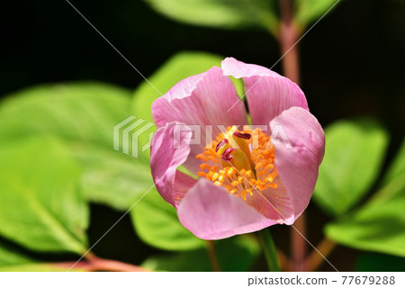 Mountain 芍 About 77679288