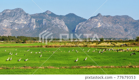 rice, field, bird 77679353