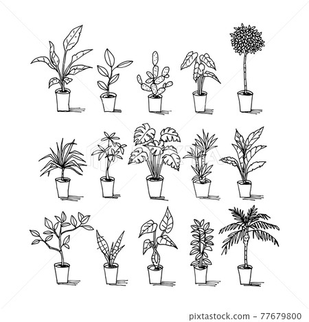 Illustration set of various foliage plants Illustration set of various foliage plants 77679800