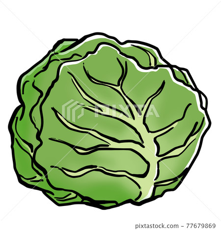 Realistic cabbage illustration Realistic cabbage illustration 77679869