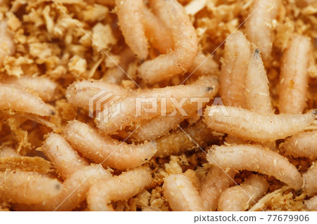 Many white blowfly larvae close-up as bait for fishing and medicine. 77679906