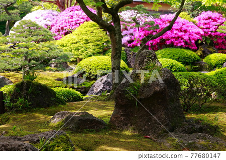 Moss growing in a Japanese garden 77680147