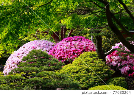 Yuushien in the spring when the azalea blooms 77680264