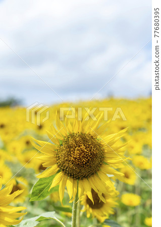 Sunflower field Sunflower field 77680395