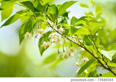 Egonoki白花 Egonoki白花 77680564