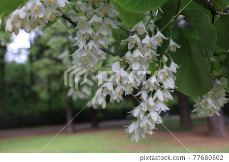 Styrax japonicum that blooms only in spills Styrax japonicum that blooms only in spills 77680802