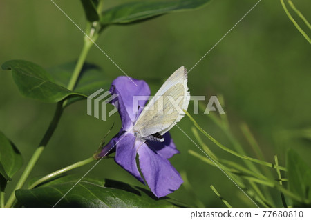 A cabbage white butterfly sucking the nectar of the purple flower of the periwinkle A cabbage white butterfly sucking the nectar of the purple flower of the periwinkle 77680810