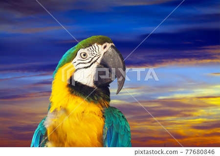 macaw against sunset sky macaw against sunset sky 77680846