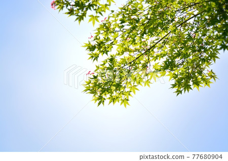 新鮮的綠色(Momiji) 新鮮的綠色(Momiji) 77680904