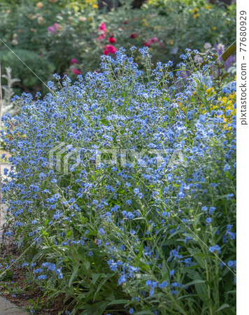 Wasurenagusa cute blue flower 77680929