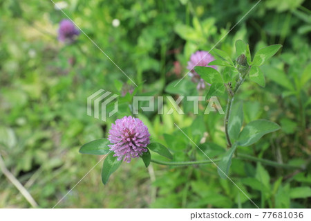 紅三葉草 77681036