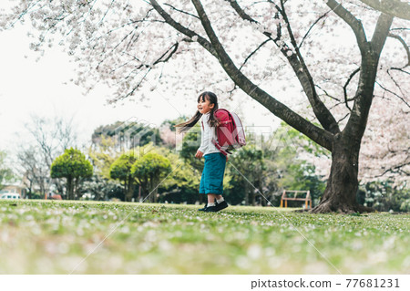 Sakura and new first grader of elementary school 77681231