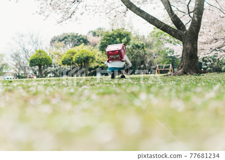 Sakura and new first grader of elementary school 77681234