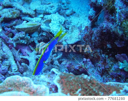 在石垣島的海裡遇見的絲帶鰻魚 77681280