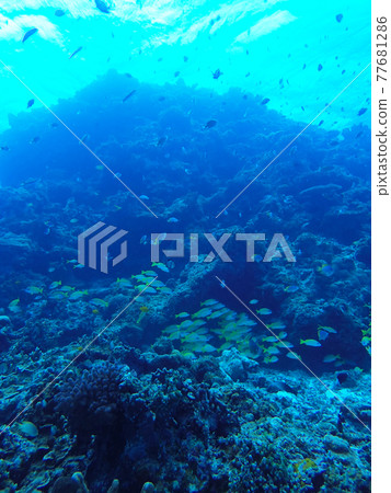 Flock of blue-stripe snapper (sea of Ishigaki Island) Flock of blue-stripe snapper (sea of Ishigaki Island) 77681286