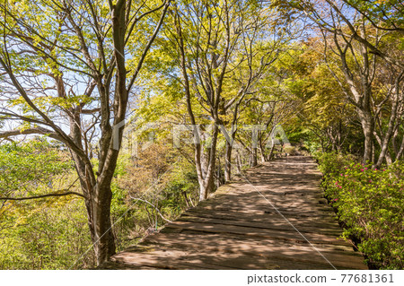 (Shizuoka Prefecture) Boardwalk on Mt. Katsuragi with beautiful fresh greenery 77681361