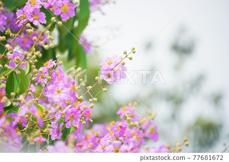 Banaba, Olana sparrow (Banaba, Lagerstroemia speciosa) 77681672