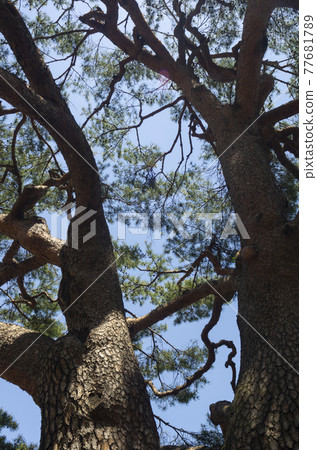 樹齡300多年的大松樹 77681789