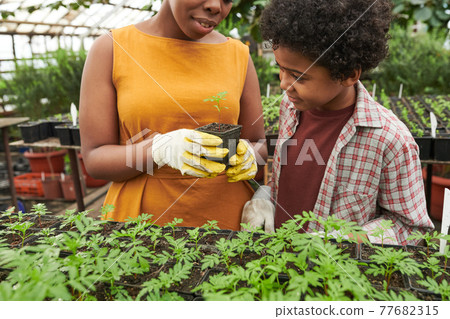 Woman and boy caring about the plant Woman and boy caring about the plant 77682315