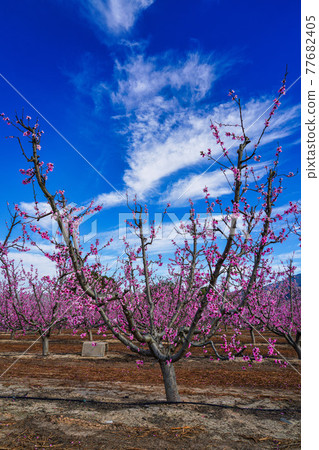 Peach blossom in Cieza, Soto de la Zarzuela in the Murcia region in Spain 77682405