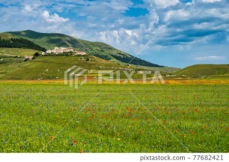 Lentil flowering with poppies and cornflowers in Castelluccio di Norcia, Italy Lentil flowering with poppies and cornflowers in Castelluccio di Norcia, Italy 77682421