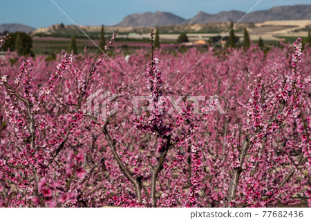 Peach blossom in Cieza, Mirador El Horno in the Murcia region in Spain Peach blossom in Cieza, Mirador El Horno in the Murcia region in Spain 77682436
