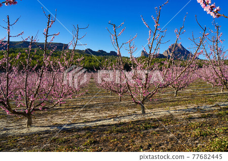 Peach blossom in Cieza La Torre in the Murcia region in Spain 77682445