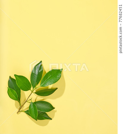 branch with green leaves branch with green leaves 77682451