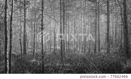 forest of pines 77682466