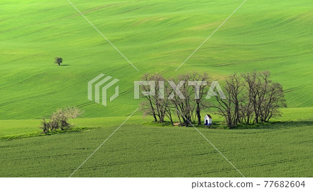 Beautiful spring landscape. Chapel of St. Barbara on the field with waves - Moravian Tuscany Czech Republic. 77682604